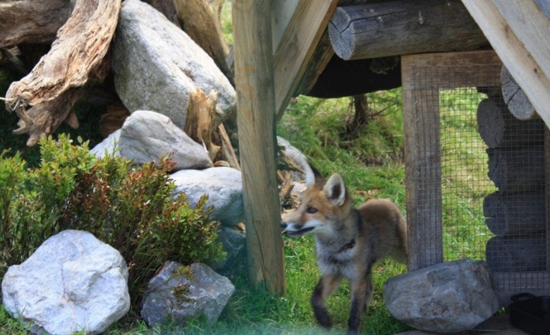 Der Fressfeind Fuchs am Hühnerstall