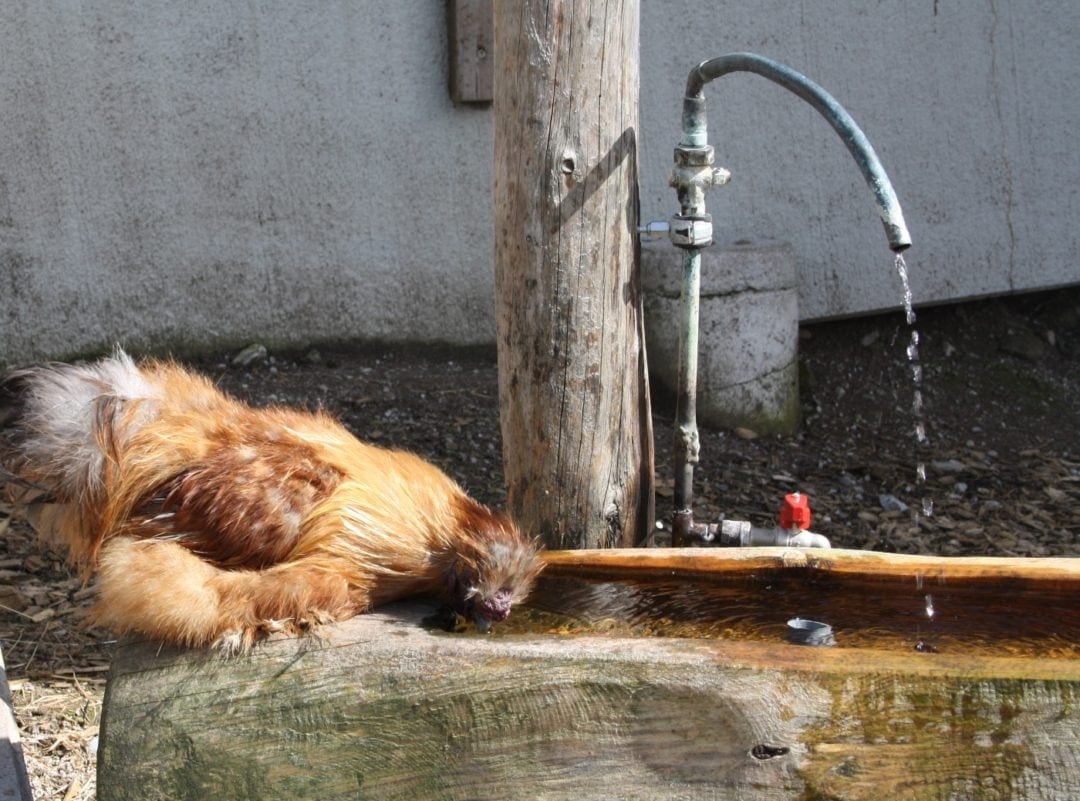 Hühner impfen über das Trinkwasser
