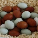 Verschiedene Eierfarben der Hühnereier