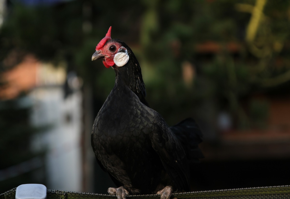 Bantam Huhn - Guirlige und handzahme Gartenhühner mit guter Leistung