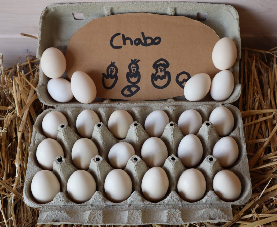 Eier unserer Chabo Zwerghühner