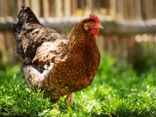 Bielefelder Zwerg-Kennhuhn auf einer Wiese