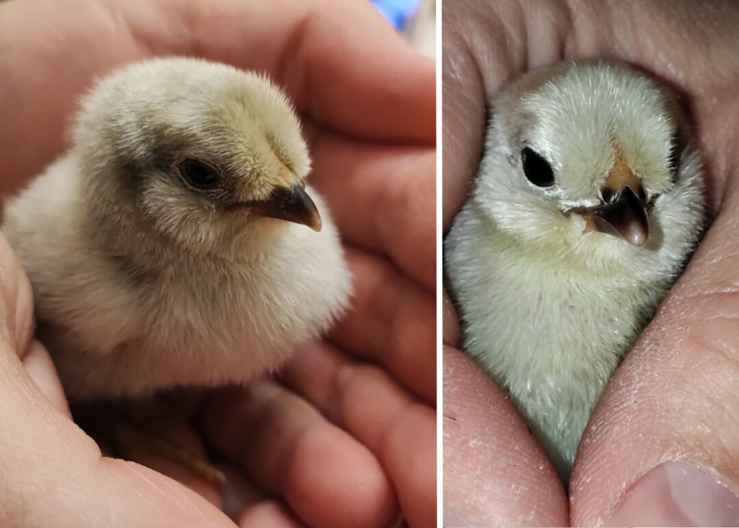 Lavender Araucana Küken