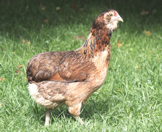 Auf dem Bild sieht man eine Zwerg-Araucana Henne auf einer Wiese.